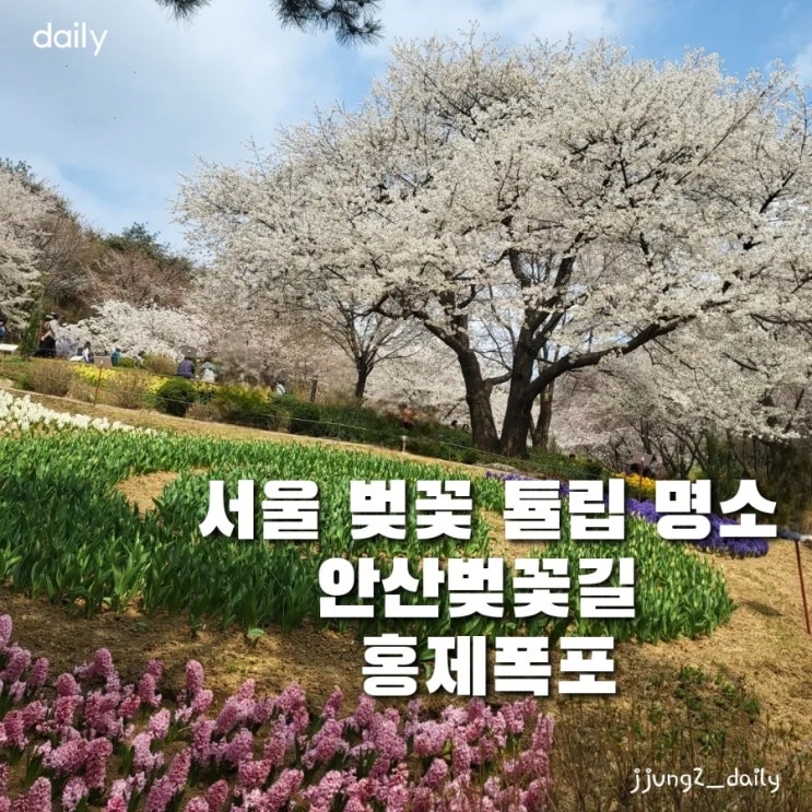  서울 벚꽃&튤립 명소 연희숲속쉼터(안산벚꽃길) 서대문 봄빛축제 주차팁 & 홍제폭포(카페폭포)