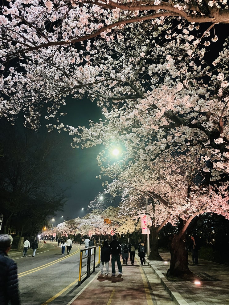  여의도 벚꽃 야경