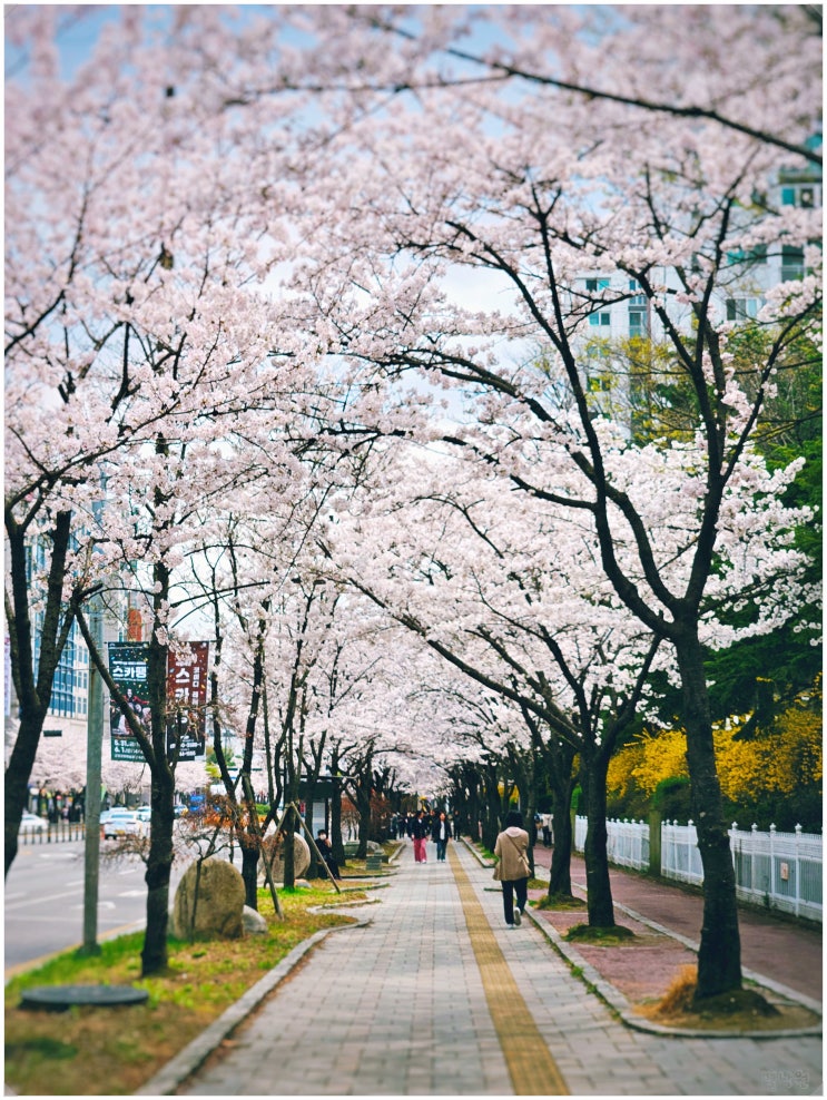 군포 산본 벚꽃 명소_ 문화예술회관부터 로데오거리까지 벚꽃 구경