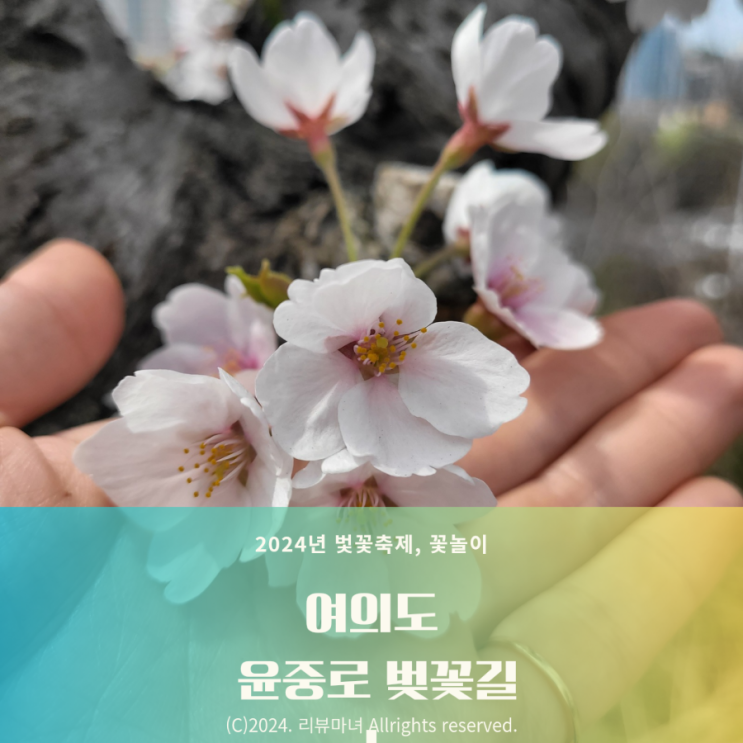  2024년 여의도 윤중로 벚꽃축제(4월4일 기준)