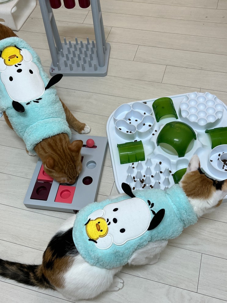  고양이 먹이퍼즐 노즈워크, 분리불안 예방하기