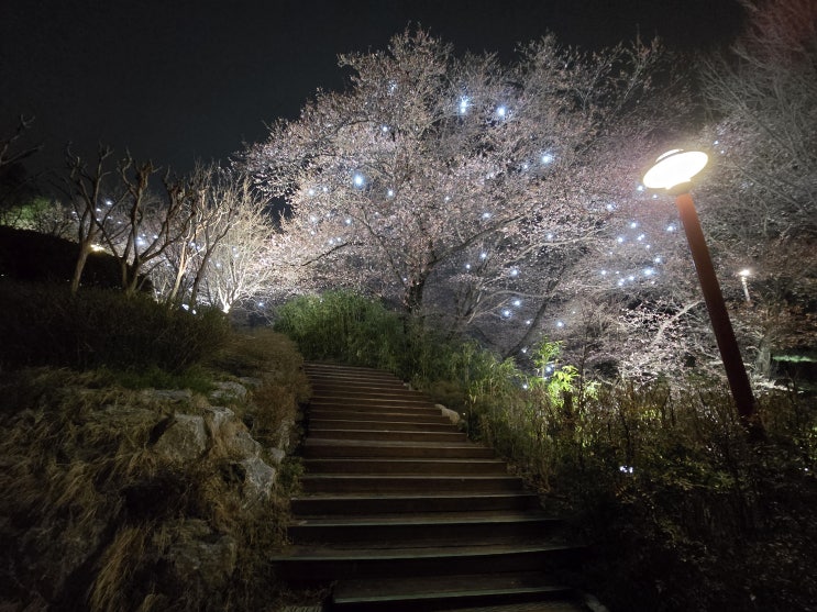  2024 강릉 남산 벚꽃 현황 2