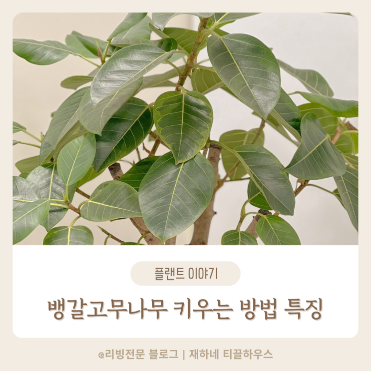  뱅갈고무나무 꽃말 키우기 특징 공기정화식물 추천