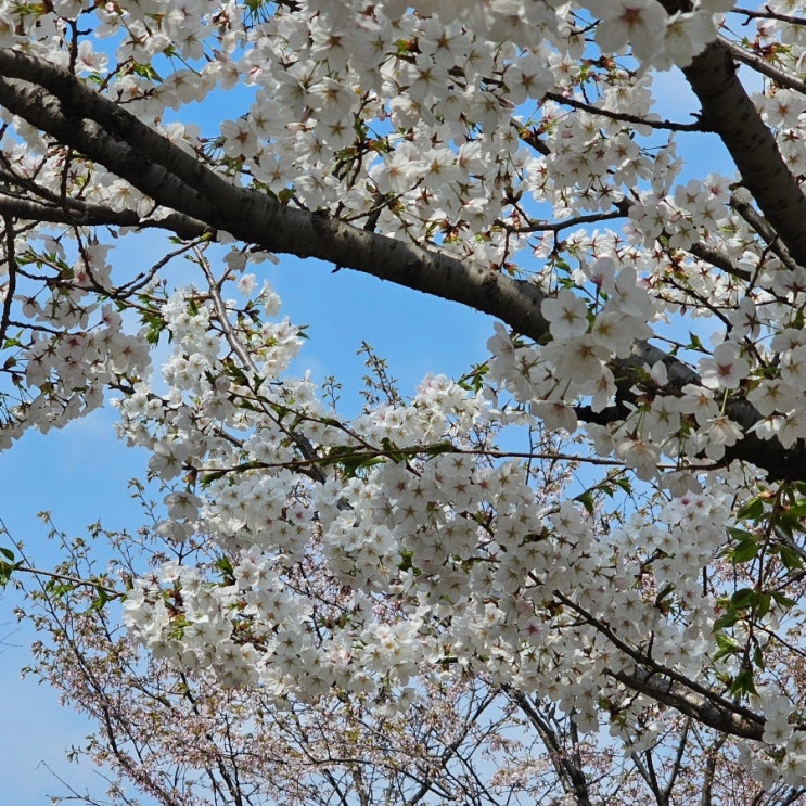  경의선 숲길 공원 걷기, 벚꽃구경