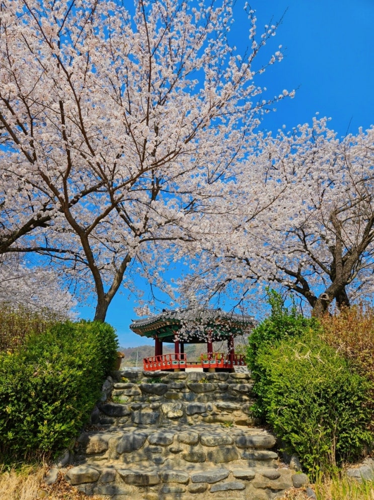  당진벚꽃명소 군자정 골정지 벚꽃개화