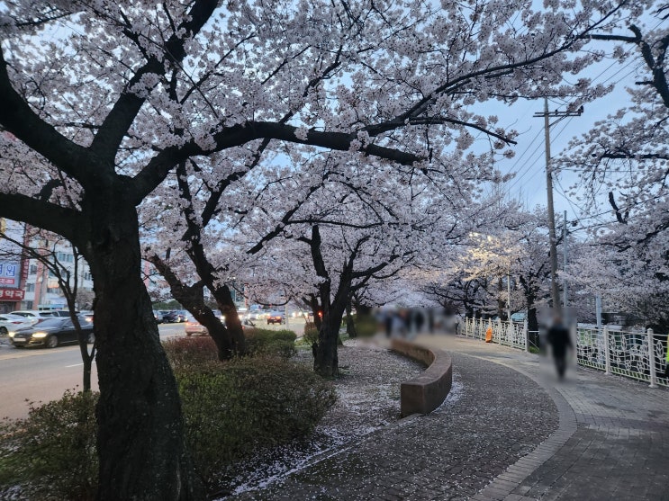 [벚꽃] 청주 벚꽃의 하이라이트! 효성병원 앞 만개한 벚꽃길