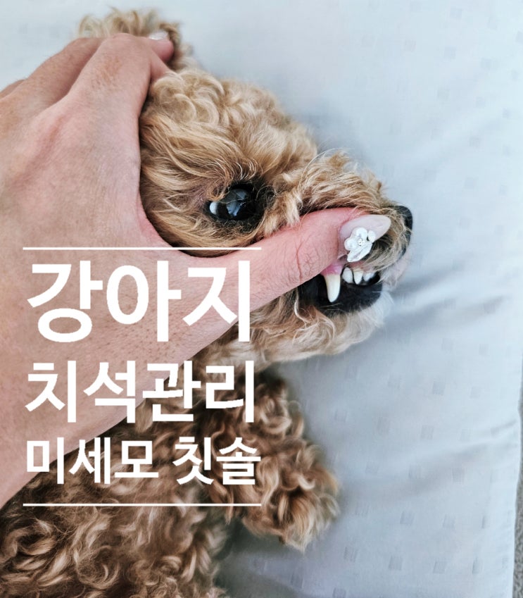  강아지 치석끼는 이유 및 관리 방법, 정글몬스터 강아지 미세모 칫솔