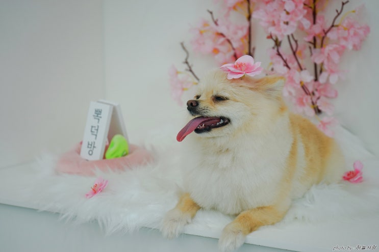 성정동 애견미용 뽁덕방에서 스트레스 없는 미용했어요.