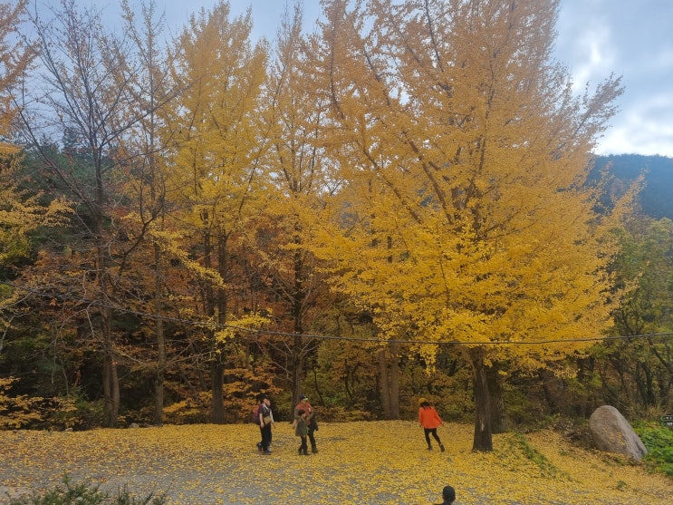 봄 가을 단풍구경 등산 창녕 화왕산 추천합니다. 봄 가을 단풍구경 등산 창녕 화왕산 추천합니다.