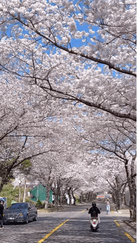  올해 제주벚꽃명소 , 제주도 벚꽃길 산책 하기 좋은곳 , 서귀포 벚곷, 유채꽃 명소 소개합니다.