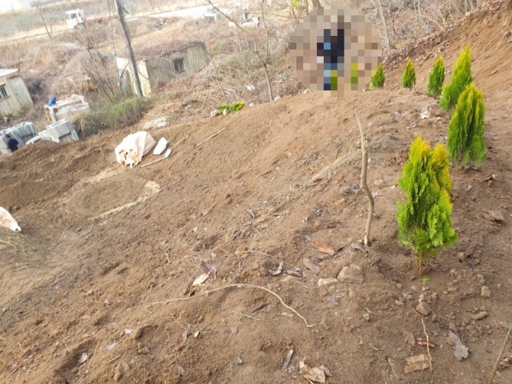  2024년 김천시 봉산면 태화리산 측백나무 밤나무 잔디조성 및 자판공사 고인돌장의사 #장의사 #이장 #화장 #개장 #손없는날 #윤달 #벌초 #이하늘장사 #상조 #분묘 #납골당