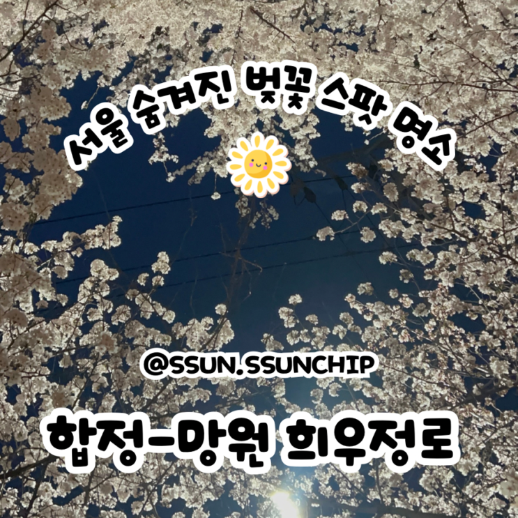  서울 숨은 벚꽃 명소 합정 - 망원 희우정로 벚꽃 개화 상황