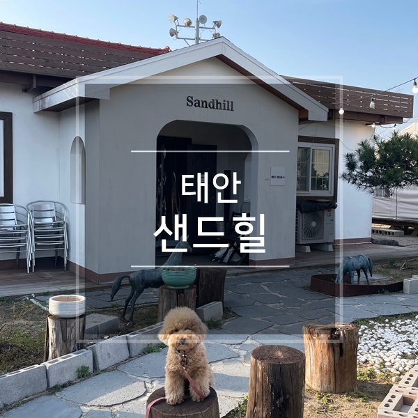  태안 여행코스 추천 애견동반 카페 샌드힐 강아지랑 둘이 안면도 가볼만한곳 반려견과 신두리해수욕장 바다 구경
