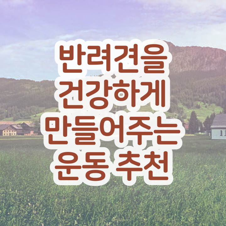  반려견운동지도사 공부 , 반려견운동지도사 자격증 합격률 정리해드립니다