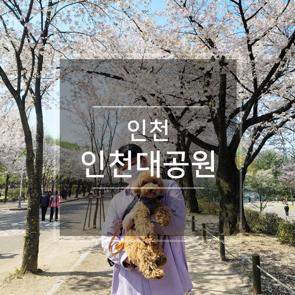  인천 벚꽃명소 당일치기 여행지 인천대공원 산책로 애견동반 4월 꽃구경 강아지랑 놀만한곳 (어린이동물원 방향 남문 주차장 정보)