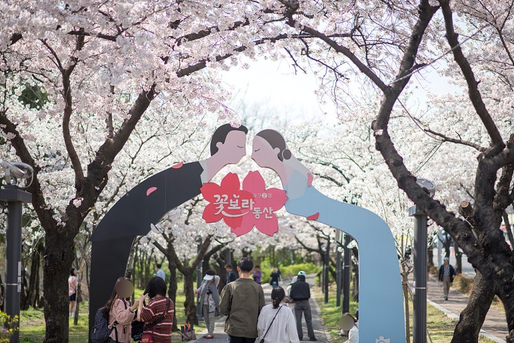 대구 꽃보라 동산 주차장 및 대중교통 실시간 벚꽃 개화 상황