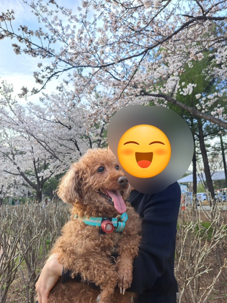  보라매공원 강아지와 벚꽃, 반려견 놀이터