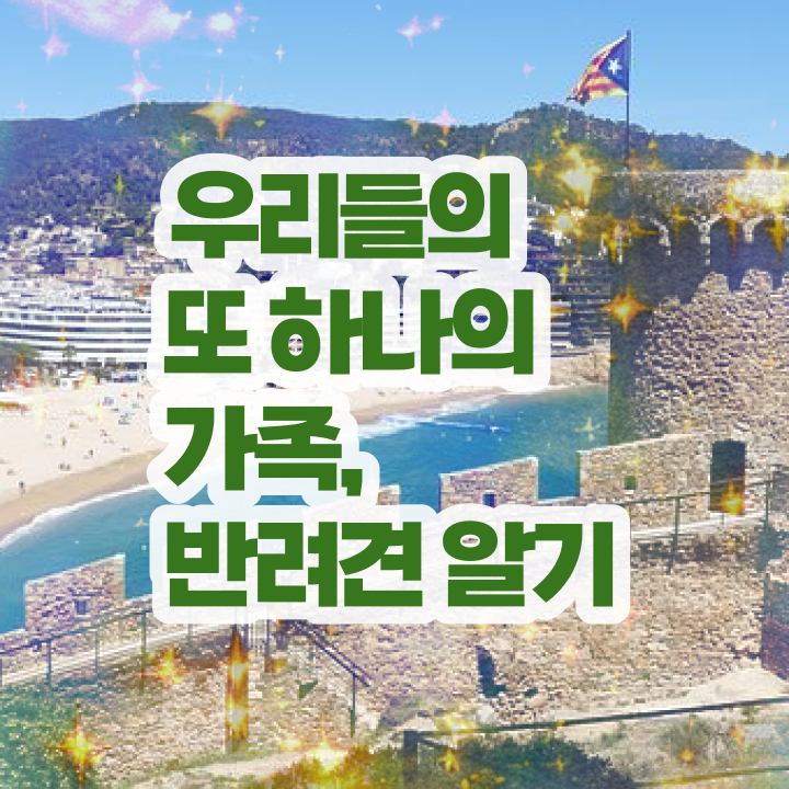  부산 강아지 훈련사 , 반려동물관리사 자격증 온라인 단기로 취득한 노하우 궁금증 해결