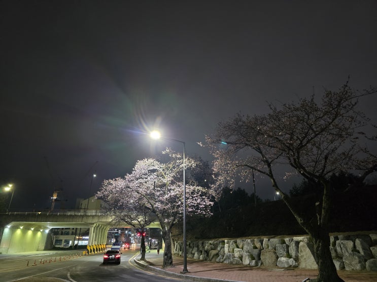  2024 강릉 교동택지 벚꽃 영상포함