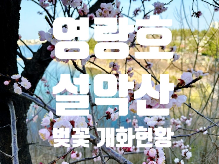 [속초소식] 영랑호, 설악산 벚꽃 개화 현황(24년4월4일)