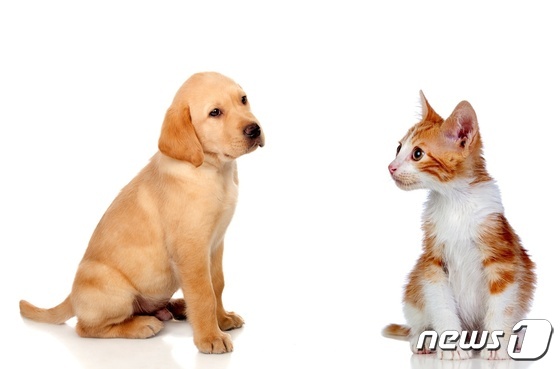 "수목장했는데 철거"…불법 반려동물 장례식장에 두 번 울었다 "수목장했는데 철거"…불법 반려동물 장례식장에 두 번 울었다