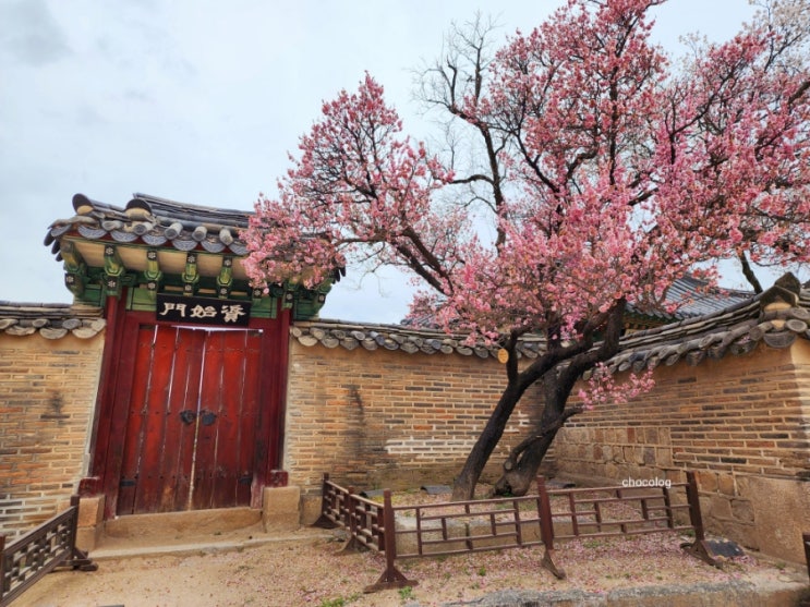 창덕궁 4월의 홍매화 벚꽃현황, 사진 예쁘게나오는 포토스팟