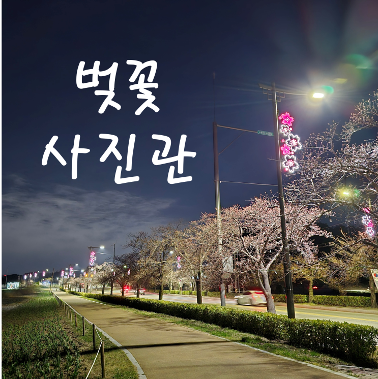  벚꽃 사진관