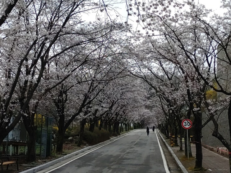 오늘아침, 다산고교 벚꽃