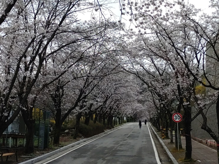 오늘아침, 다산고교 벚꽃 오늘아침, 다산고교 벚꽃