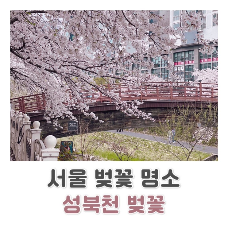  서울 벚꽃 명소 성북천 벚꽃 나들이 추천