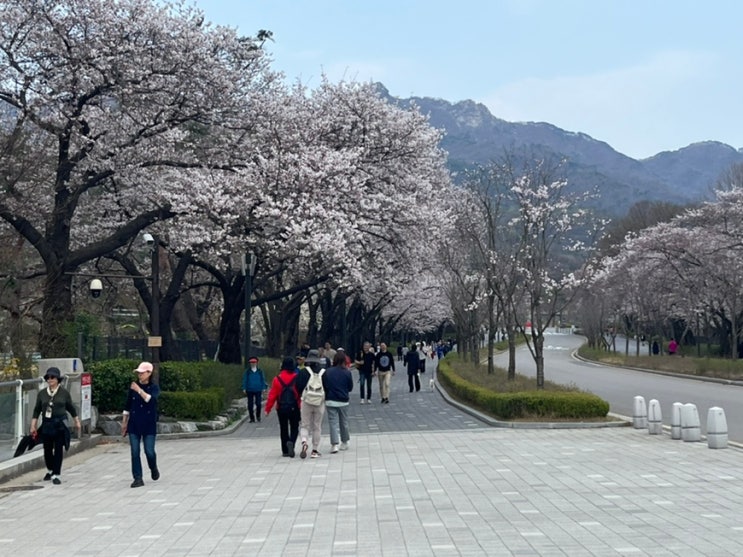  과천 서울대공원 벚꽃구경! 서울대공원 벚꽃 현황과 추천하는 벚꽃 스팟 이모저모