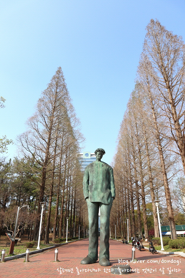 경산 영남대학교 벚꽃 - 이제 꽃비도 다 내렸는가, 윤도현밴드 꽃비