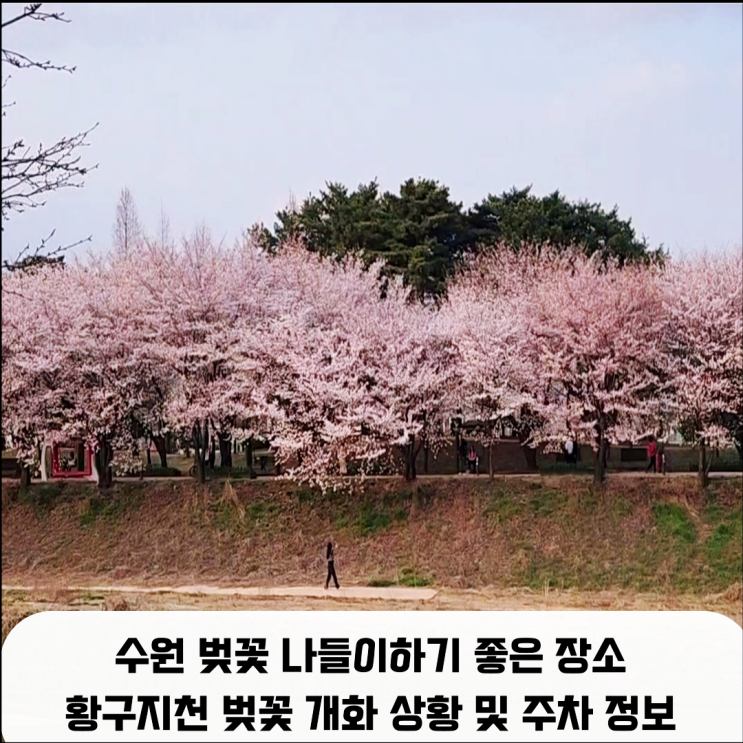  수원 벚꽃 나들이하기 좋은 장소 황구지천 벚꽃 개화 상황 및 주차정보