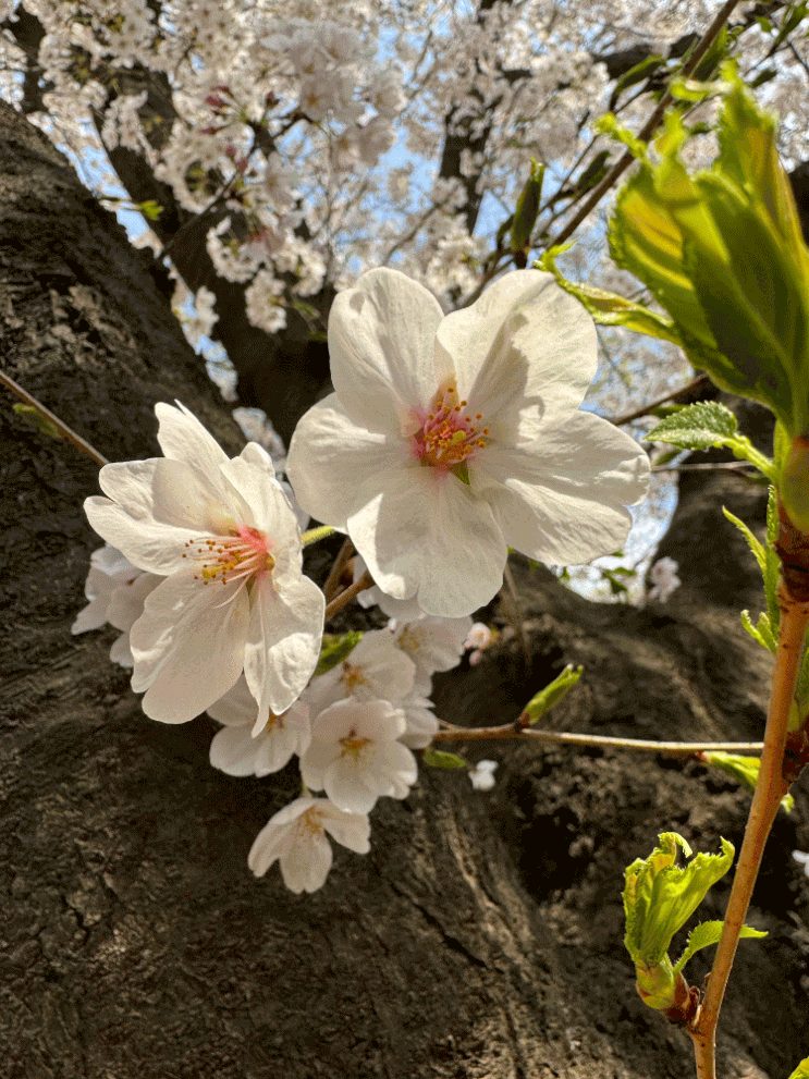 [아이폰사진 팁] 벚꽃 접사 촬영 : 아이폰15 프로 카메라 설정 방법 (13프로, 14프로/프로맥스 동일) #사진촬영팁
