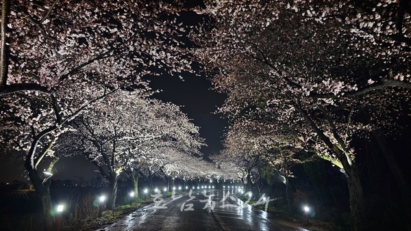  무안군 고인돌공원 왕벚꽃이 만개하는 봄철, ‘왕벚꽃길’ 환상적인 야간 경관 조성