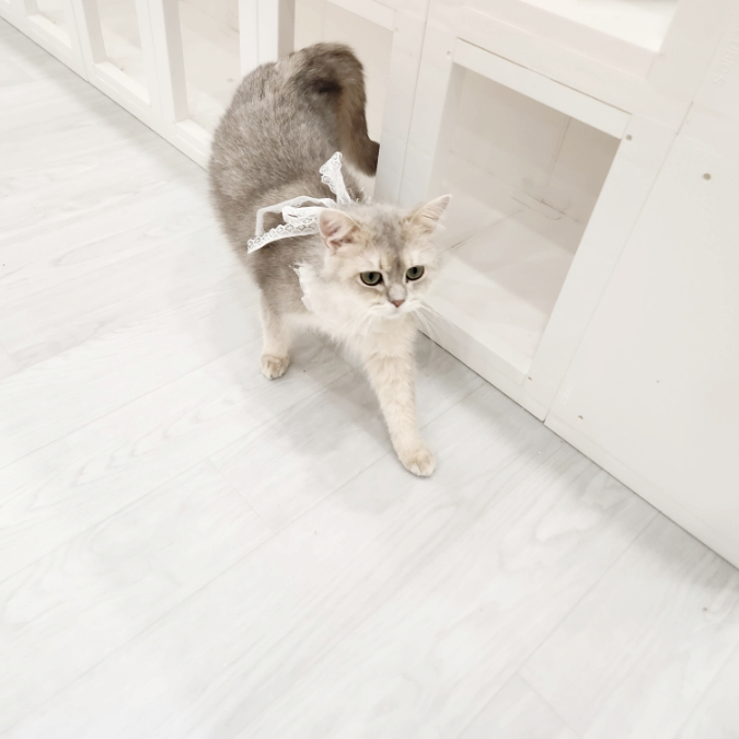 고양이 지방간 원인 증상 황달 식욕부진 치료법 고양이 지방간 원인 증상 황달 식욕부진 치료법