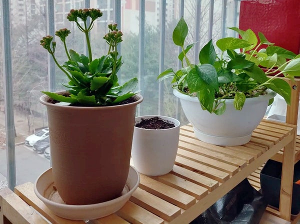  블로그씨 저도 식목일 맞이해서 화분 심었어요~