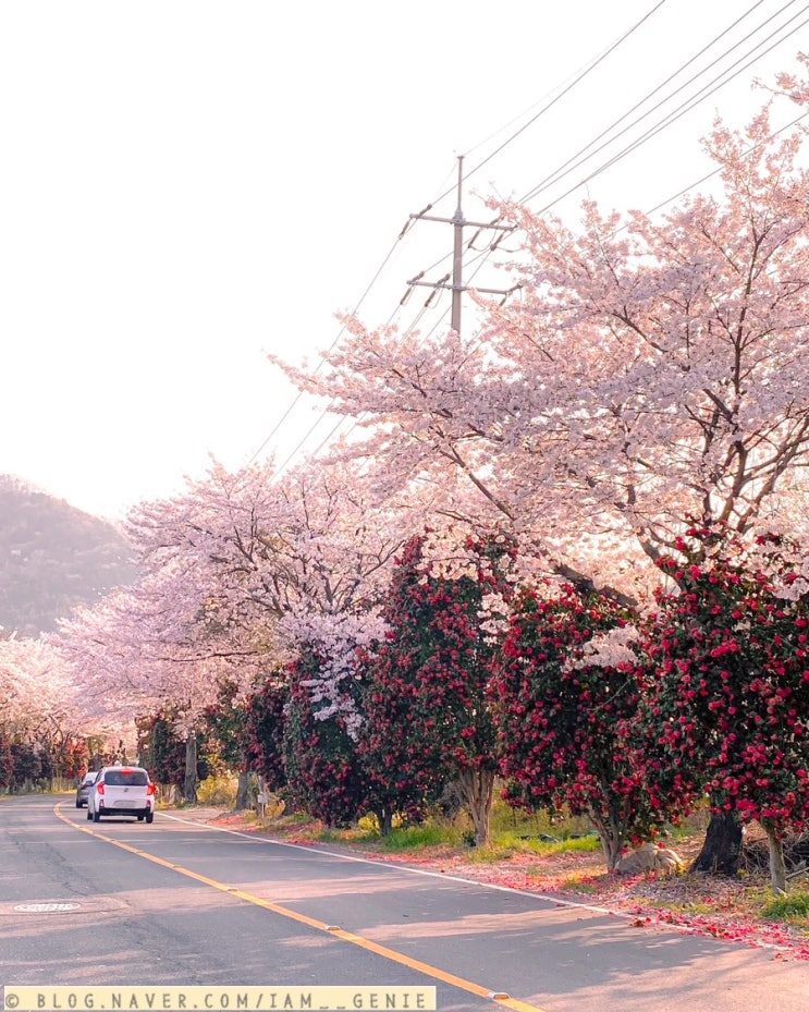  마산 덕동｜벚꽃과 동백을 동시에 볼 수 있는 드라이브 명소