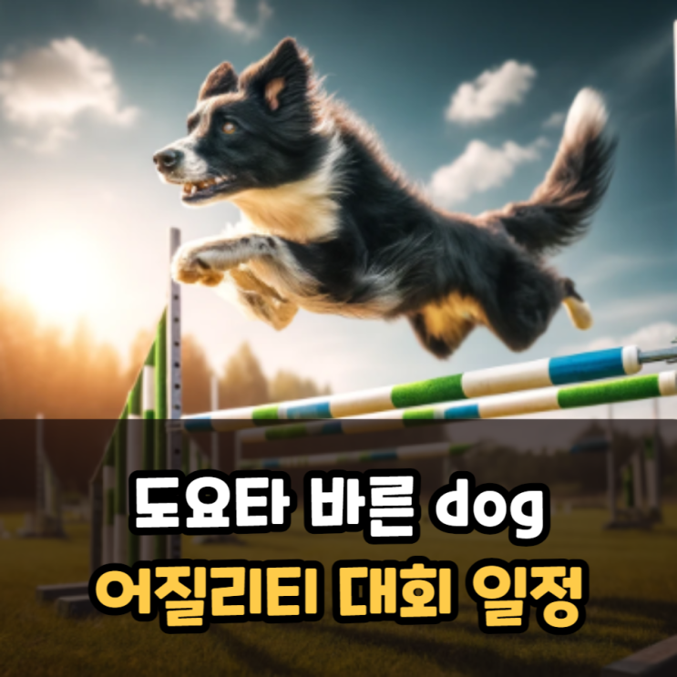  도요타 바른독 어질리티 대회 킨텍스 진행 일정