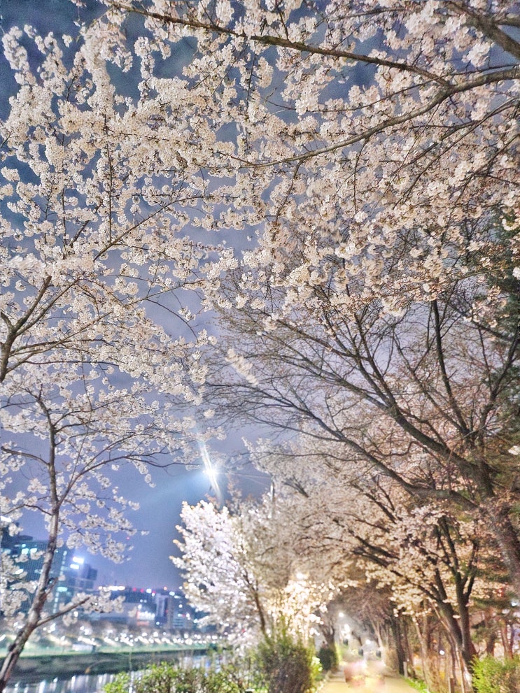  서울 벚꽃산책로 안양천 추천 벚꽃 만개 현황 야간벚꽃 구경 주말