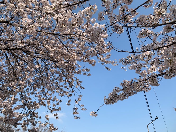 빙그레, 역대급 결산배당금 입금 (2024/04/05)