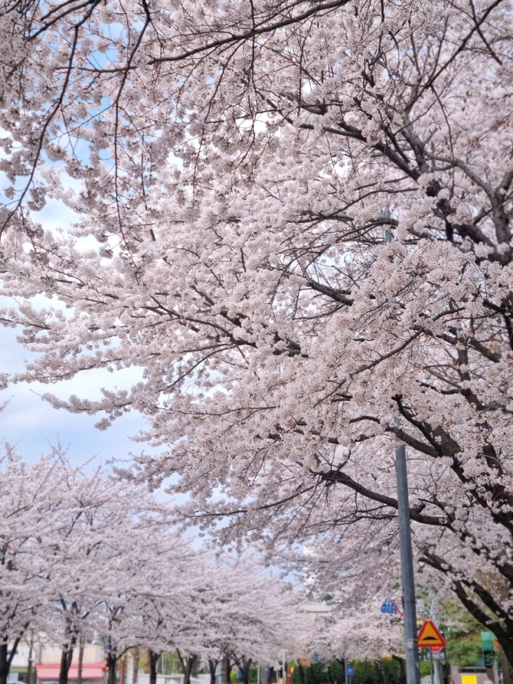  뒤죽박죽 일기_ 당현천 벚꽃길 거의 만개, 발바닥에 머리카락 박힌 사람, 독서 백은의 잭 - 히가시노 게이고 추리소설, 스텐팬으로 계란후라이, 토익 고사장, 금은방에서 시계 약갈기