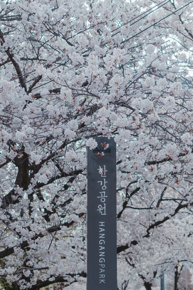 [서울 여행 정보] 2024 여의도 벚꽃축제 여의도 한강공원 벚꽃길