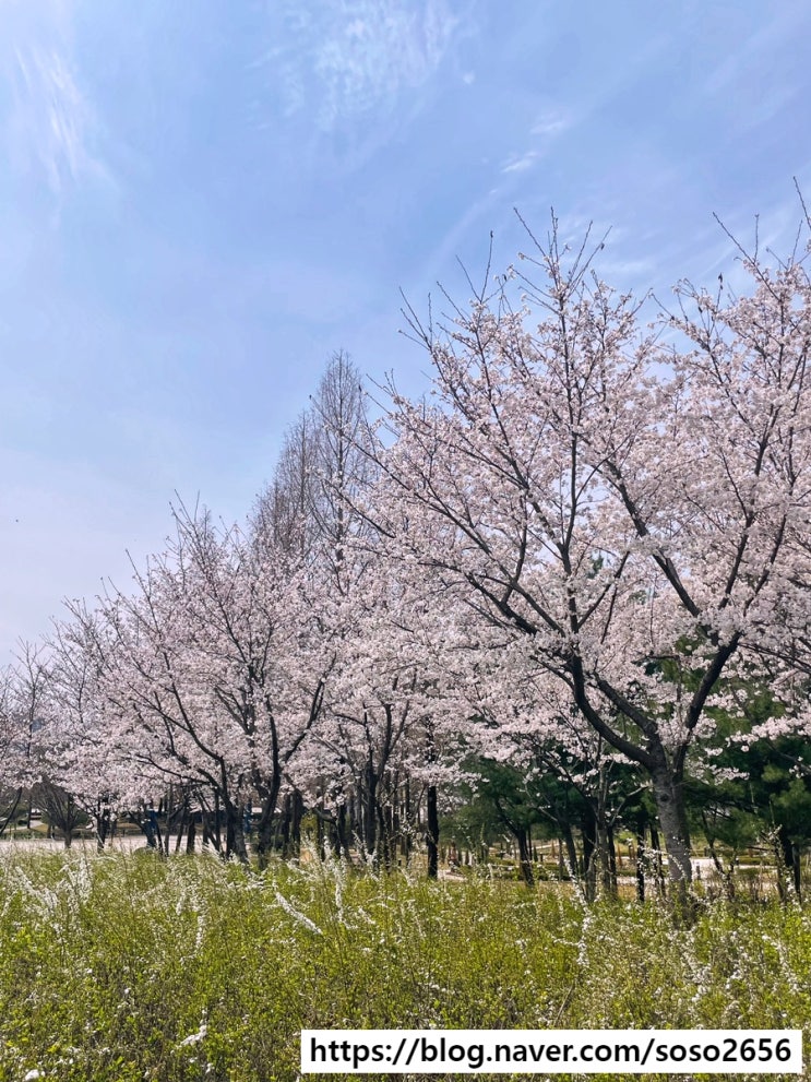  대전 | 여자 혼자 당일치기 뚜벅이 여행코스[키츠네 유부, 한밭수목원, 리리컬, 테미공원, 평생직장커피]_비용정리(ft.벚꽃명소)
