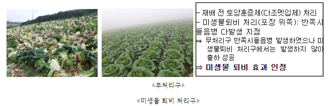 고랭지 작물 반쪽시들음병, 이젠 미생물로 방제하세요 고랭지 작물 반쪽시들음병, 이젠 미생물로 방제하세요