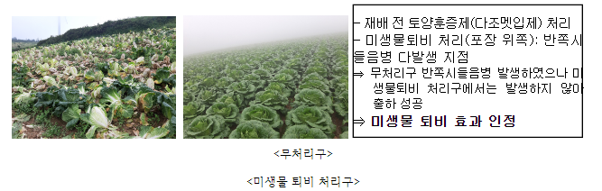 고랭지 작물 반쪽시들음병, 이젠 미생물로 방제하세요