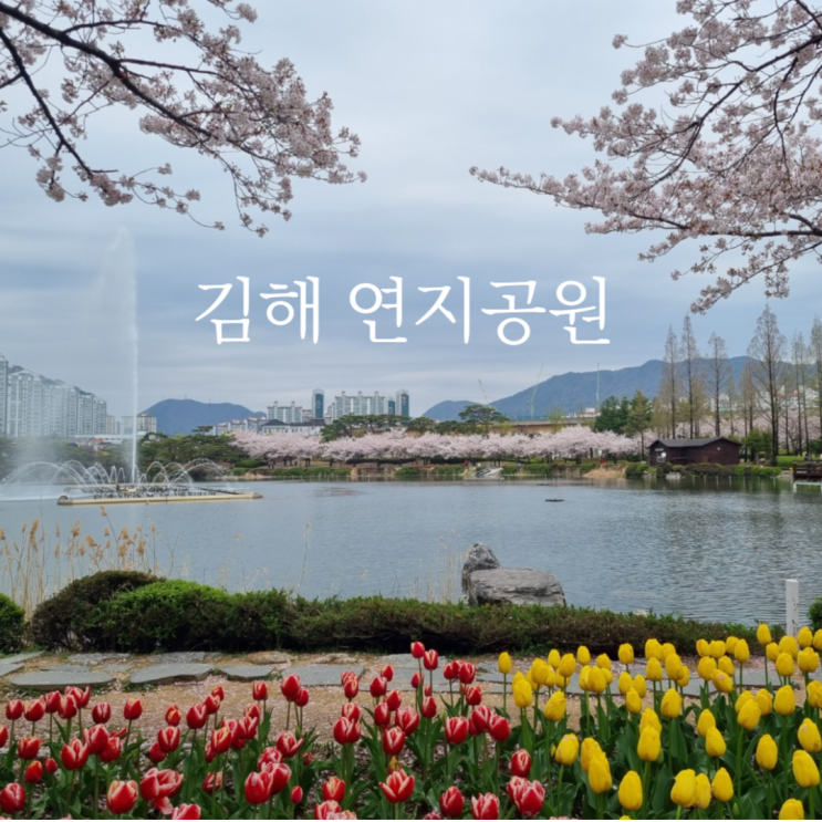  김해 연지공원 벚꽃과 튤립이 너무 예쁜 사진 찍기 좋은 나들이 장소