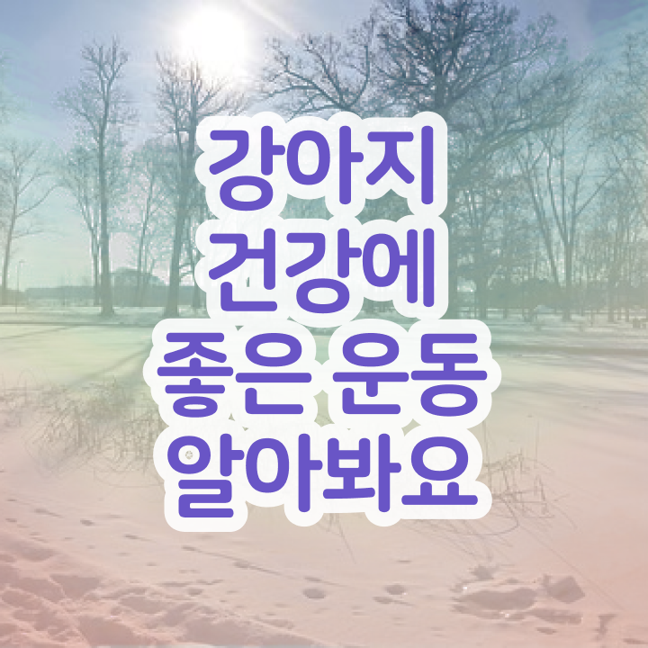  반려견운동지도사 무료 인강 , 반려견운동지도사 자격증 역할, 하는일 보고가세요