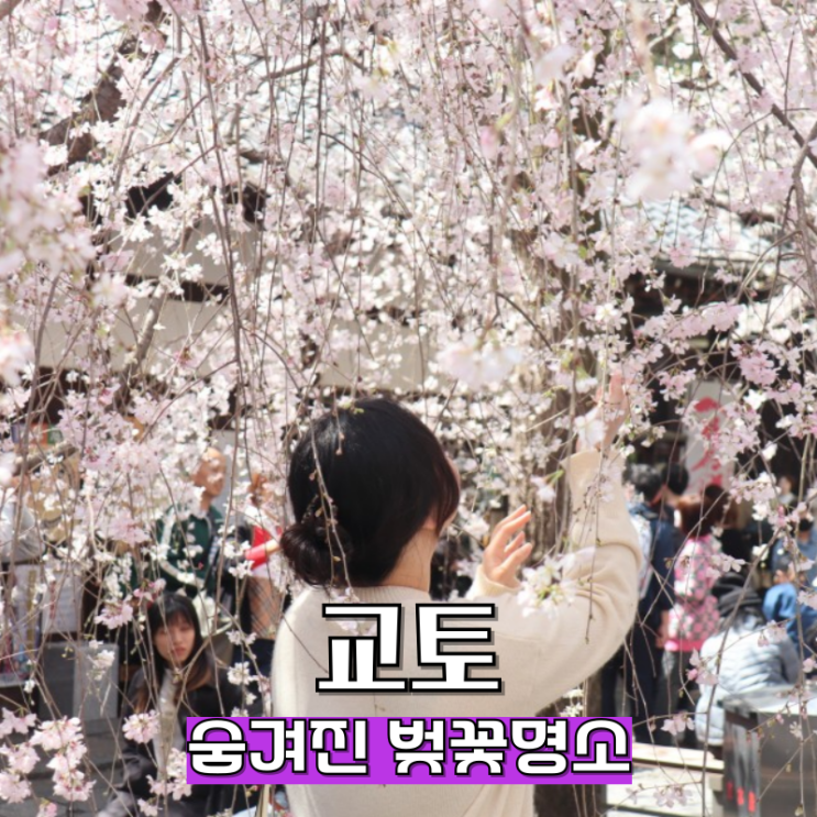  교토 벚꽃 명소 실시간 만개한 정법사 육각당 수양벚꽃