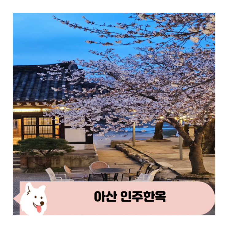  천안 아산 인주 한옥점 벚꽃카페 애견동반 가능